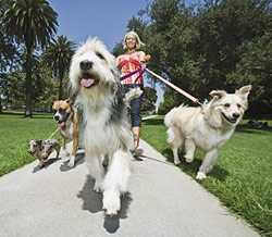 	photo of woman walking dogs