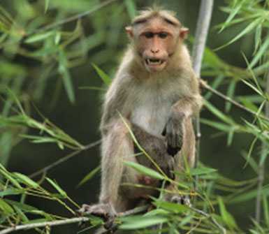 Macaque Monkey