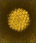 Electron micrograph of human papillomavirus (HPV). Courtesy of NCI. 1986.