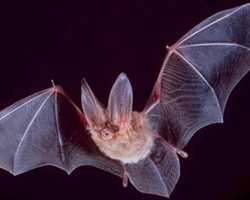 	A big-eared townsend bat flies in the night.