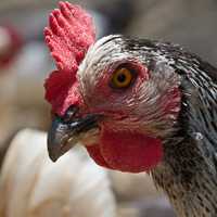 A hen peers at the camera.