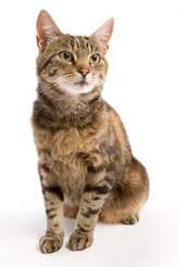 	A brown tabby cat looks into the distance.