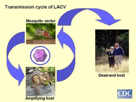 La Crosse virus transmission cycle illustrating passage of virus from mosquito to small mammals which amplify the virus as well as incidental infection of humans