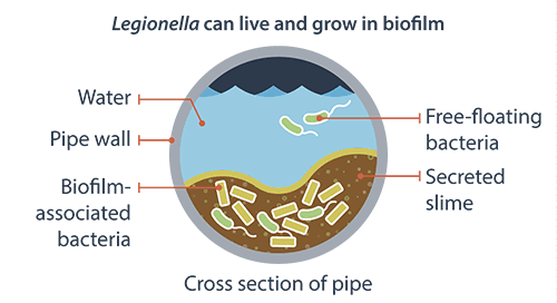 Legionella can live and grow in biofilm. Cross section of pipe; water, pipe wall, biofilm-associated bacteria, free-floating bacteria, and secreted slime.