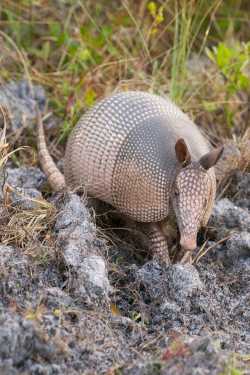 armadillo