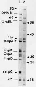 Western blot example