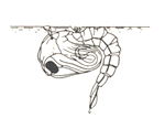 Graph of pupa of Anopheles, illustrating coma shape