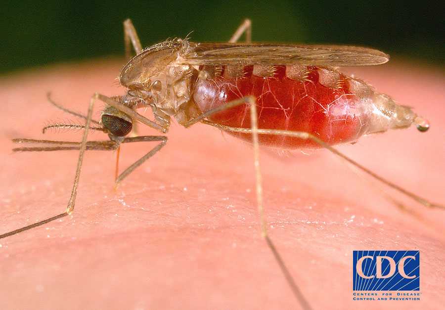 Anopheles freeborni mosquito pumping blood.