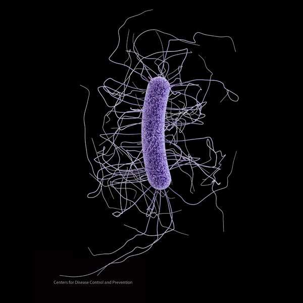 Clostridium difficile illustration