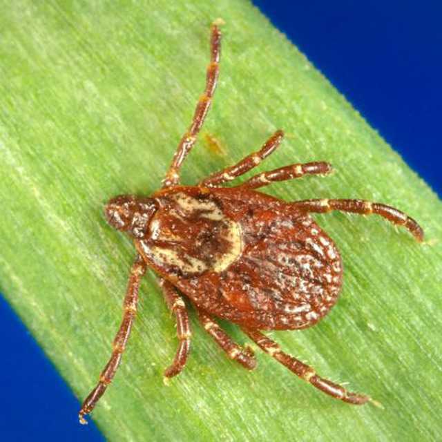 Female American dog tick (Dermacentor variabilis)