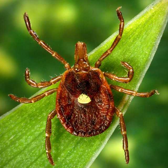 female lone star tick (Amblyomma americanum)