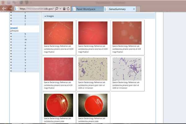 MicrobeNet screen shot of cultures.