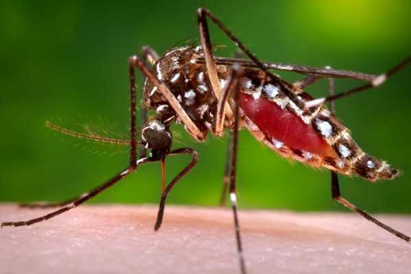 A female Aedes aegypti mosquito while she in the process of acquiring a blood meal from her human host. Photo: James Gathany 