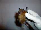 Fruitbat image