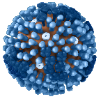 Flu virus