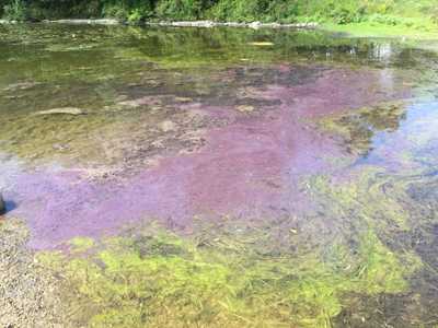 algal bloom