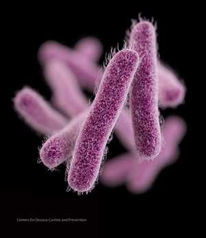 Medical illustration of Shigella.