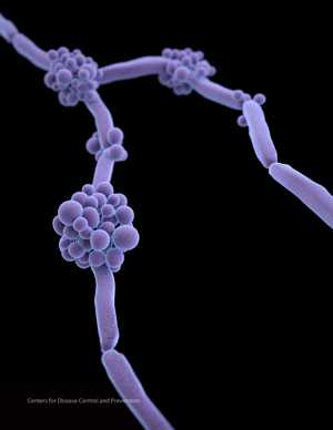 Medical illustration of Candida