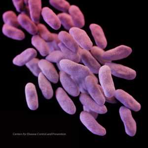 Medical illustration of carbapenem-resistant Enterobacteriaceae