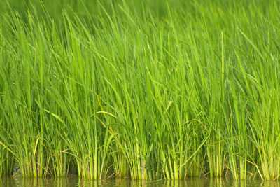 image of grass growing in water