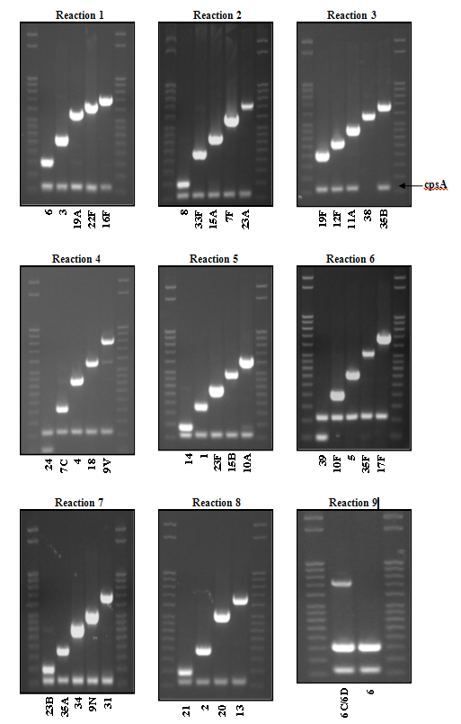 Figure 5 is a picture showing identification of hemin (X factor) and NAD (V factor) as growth requirements using paper disks. The top strain is only growing around the disk containing both hemin and NAD, and is presumptively identified as H. influenzae.