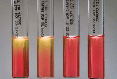 Figure 5 is a picture showing cystine trypticase agar (CTA) sugar reactions for N. meningitidis with utilization of glucose (dextrose) and maltose, indicated by acid production (color change to yellow), and no utilization of lactose or sucrose.