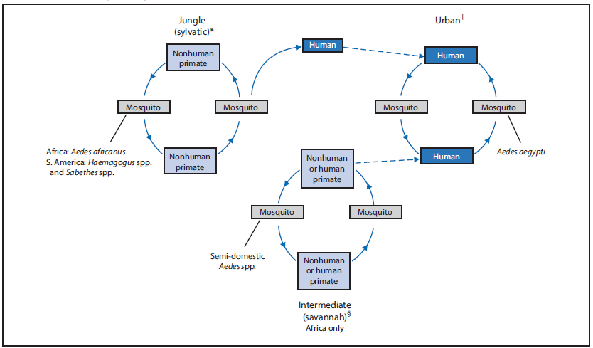 This figure shows the three yellow fever transmission cycles: jungle (sylvatic), intermediate (savannah), and urban. The jungle (sylatic) transmission cycle involves transmission of the virus between nonhuman primates and mosquito species found in the forest canopy. The virus is transmitted via mosquitoes from nonhuman primates to human when the humans encroach into the jungle during occupational or recreational activities. The urban transmission cycle involves transmission of the virus between human and urban mosquitoes, primarily Aedes aegypti. Viremic humans traveling from one region to another can feed into and serve as a source of infection for mosquitoes in other transmission cycles. In Africa, an intermediate (savannah) cycle involves transmission of YFV from tree-hole-breeding Aedes spp. to humans living or working in jungle border areas. In this cycle, the virus can be transmitted from nonhuman primate to humans or from human to human via these mosquitoes.