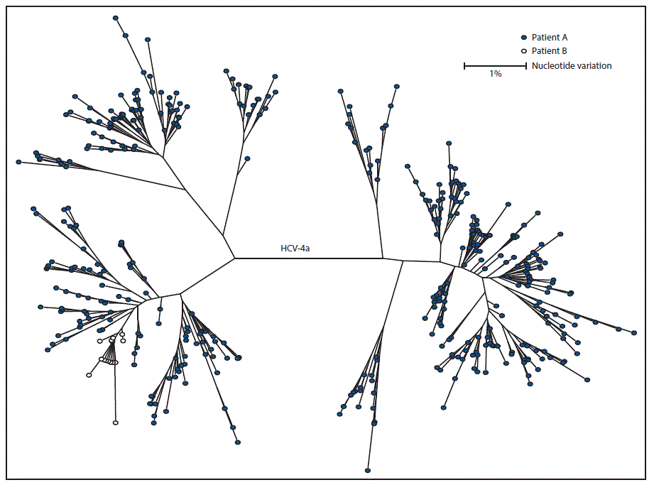 The figure above is a diagram showing genotyping and molecular sequencing of hepatitis C virus specimens from two patients in an acute care general hospital in Texas during 2015.