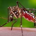 One of Gathany's most famous photographs: the female Aedes aegypti mosquito