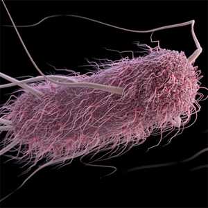 Escherichia coli (E. coli)