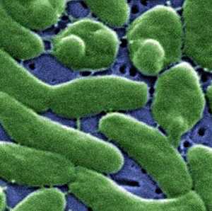 Vibrio vulnificus