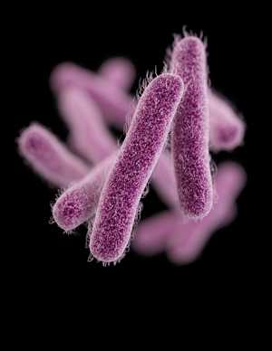 Shigella