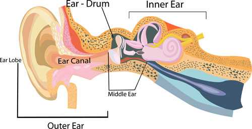 Diagram of the ear