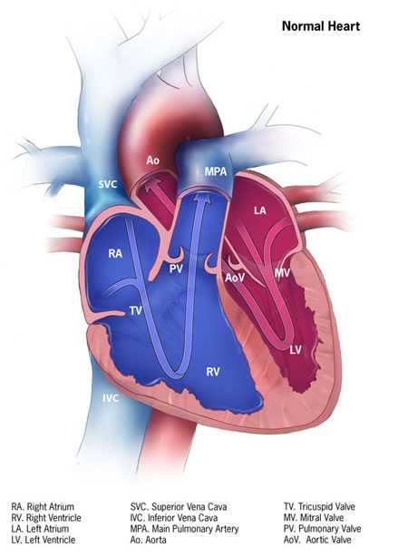 Normal Heart