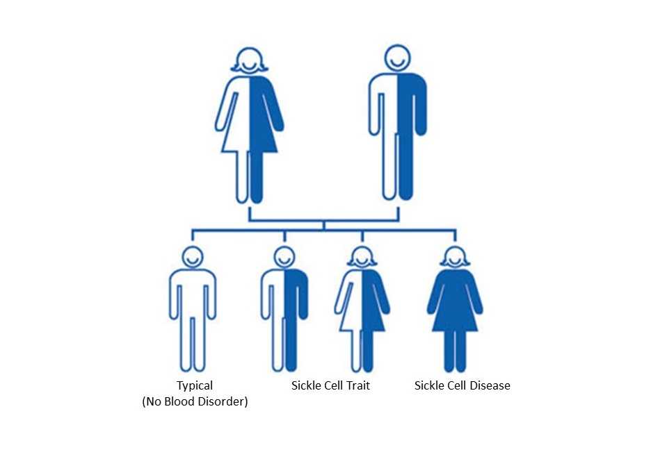 Chart show sickle cell disease interitance