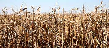 photo of crops suffering from drought