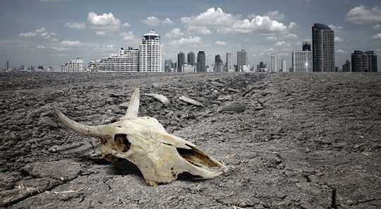 animal skull laying on the ground