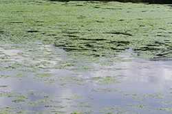 	Lake is covered in deep, green algae.