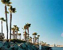 Palm tress along the coast line