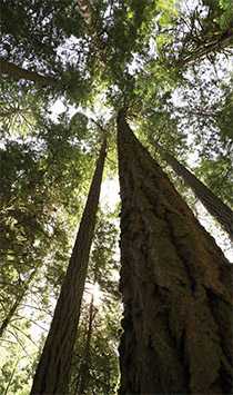 redwood trees