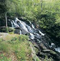 Wooded area with a waterfall