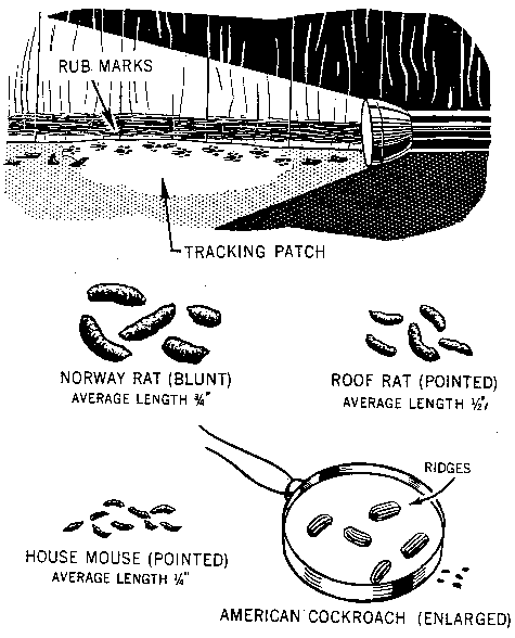 Figure 4.4. Signs of Rodent Infestation