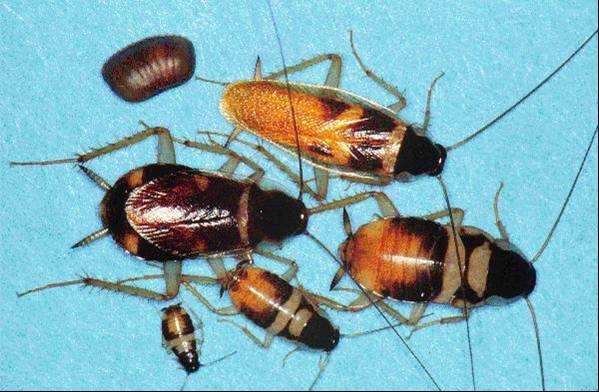 Figure 4.12. Brown-banded Cockroaches, Various Stages and Ages