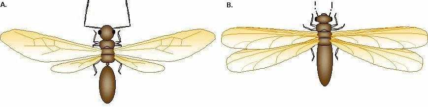 Figure 4.20. Differences Between Ants and Termites