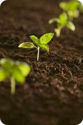 Fertile soil with emerging plants