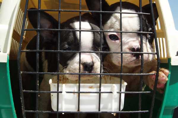 Two puppies in a crate