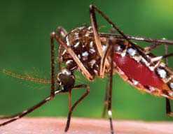 a close-up shot of a mosquito.