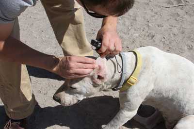 	Perro al que le están revisando una oreja en busca de garrapatas