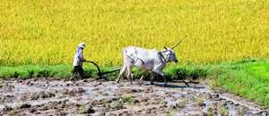 Thumbnail image of farmer with cows plowing on rice field in Vietnam 