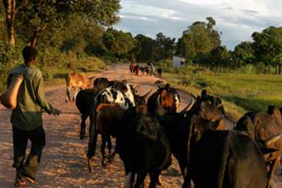 herder driving animals down a dusty road